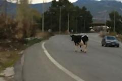 Αγελάδα βγήκε βόλτα στην εθνική οδό στο αντίθετο ρεύμα κυκλοφορίας!