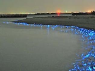 Φωτογραφία για Καλαμάρια που φωσφορίζουν στις ακτές της Ιαπωνίας