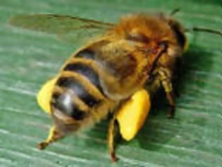 Φωτογραφία για Το 2006 αφανίζονται στην Αμερική 2.300.000 μέλισσες.