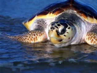 Φωτογραφία για Ρυθμοί…. χελώνας στην προστασία της καρέτα-καρέτα