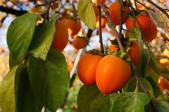 Λωτός (Diospyros kaki), πλούσιος σε βιταμίνες, ιχνοστοιχεία και αντιοξειδωτικά