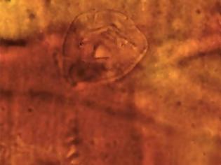 Φωτογραφία για Βρέθηκε παράξενο πλάσμα ηλικίας 200 εκατ. ετών