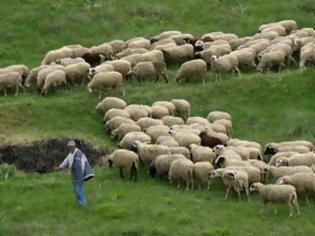 Φωτογραφία για Με 30 εκατ. ευρώ ενισχύονται κτηνοτρόφοι
