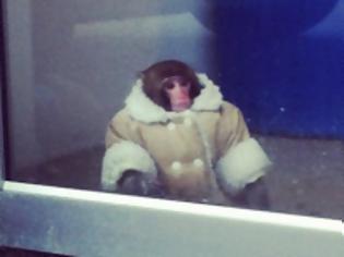 Φωτογραφία για Ο καλοντυμένος πίθηκος που σουλατσάρει μόνος του στο ΙΚΕΑ