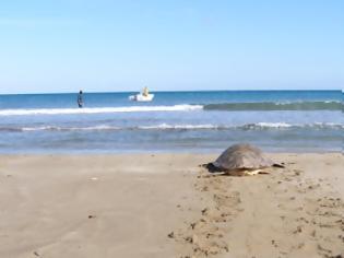 Φωτογραφία για Ηράκλειο: Οι χελώνες καρέτα-καρέτα επέστρεψαν στο φυσικό τους περιβάλλον!