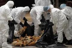 Φόβοι για επιδημία γρίπης των πτηνών μετά το θάνατο χιλιάδων πουλερικών στην Ιάβα