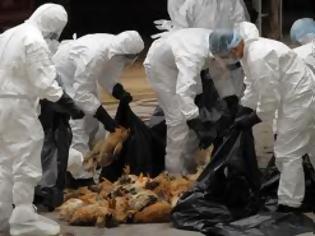 Φωτογραφία για Φόβοι για επιδημία γρίπης των πτηνών μετά το θάνατο χιλιάδων πουλερικών στην Ιάβα