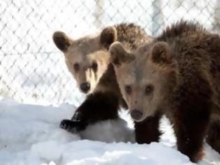 Φωτογραφία για Φιλαράκια τα αρκουδάκια που επανεντάχθηκαν επιτυχώς απ’ τον ΑΡΚΤΟΥΡΟ