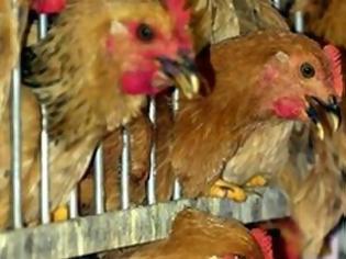 Φωτογραφία για Φόβοι για επιδημία γρίπης των πτηνών στην Ινδονησία