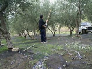 Φωτογραφία για Δυτική Ελλάδα: Εκατοντάδες ξένοι εργάτες μαζεύουν ελιές και πορτοκάλια - Ουρές κάνουν οι Αλβανοί στα σύνορα!
