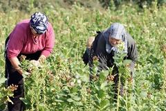 Γ. Καρασμάνης: Το θέμα αποζημίωσης των βαμβακοπαραγωγών δεν έληξε!