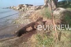Βόρεια Εύβοια: Φώκια βγήκε στην ακτή και έκανε παιχνίδια!