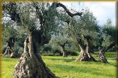 Συνελήφθησαν στις Σέρρες 2 αλλοδαποί γιατί έκλεψαν 300 κιλά ελιές!