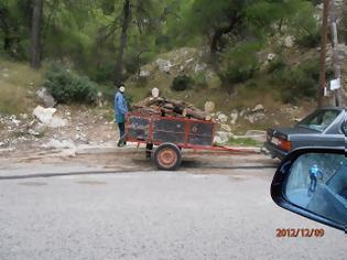 Φωτογραφία για Ακατάπαυστη η παράνομη υλοτομία στα δάση της Σαλαμίνας