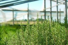 Υψηλό εισόδημα από την καλλιέργεια μέντας - δενδρολίβανου