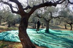 Greenpeace: Οι κλιματικές αλλαγές στο χωράφι μου