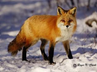 Φωτογραφία για Κινητικότητα για τη λύσσα μετά τα δύο κρούσματα σε κόκκινες αλεπούδες στην Κάτω Ποταμιά Κιλκίς