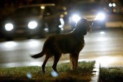 Υποχρεωτική στην Ιταλία η βοήθεια σε ζώο θύμα τροχαίου ατυχήματος