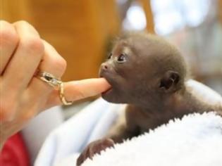 Φωτογραφία για Νεογέννητο μαϊμουδάκι βρήκε καινούρια μαμά