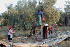 Η ελληνική επιτραπέζια ελιά κατακτά το εξωτερικό
