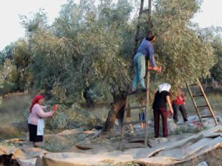 Φωτογραφία για Η ελληνική επιτραπέζια ελιά κατακτά το εξωτερικό