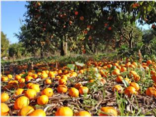 Φωτογραφία για Αγρίνιο: Του πήραν πορτοκάλια, λεμόνια και λωτούς!
