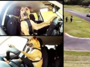 Φωτογραφία για Ο πρώτος σκύλος… οδηγός αυτοκινήτου! [Video]