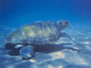 Φωτογραφία για Νεκρή θαλάσσια χελώνα στην Κρήτη