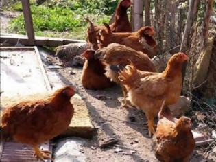 Φωτογραφία για Αιτωλ/νία: Έκλεψαν κότες και γαλοπούλες στο Αγράμπελο Ξηρομέρου