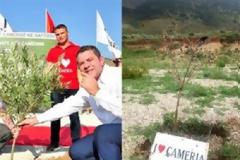 Θεία Δίκη: Ξεράθηκε η ελιά του 