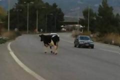 Απίστευτο και όμως άκρως ελληνικό...: Έκοψαν κλήση σε αγελάδα!