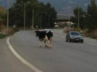 Φωτογραφία για Απίστευτο και όμως άκρως ελληνικό...: Έκοψαν κλήση σε αγελάδα!