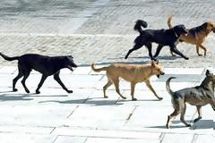 Αναγνώστης ενημερώνει ότι η Πτολεμαΐδα βρίσκεται στο έλεος των αδέσποτων