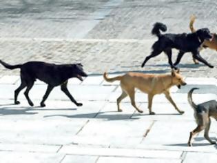 Φωτογραφία για Αναγνώστης ενημερώνει ότι η Πτολεμαΐδα βρίσκεται στο έλεος των αδέσποτων