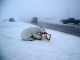 Φωτογραφία για Ψεύτικο αρκούδο τον πέρασε για αληθινό και πήρε τηλέφωνο υπηρεσίες!