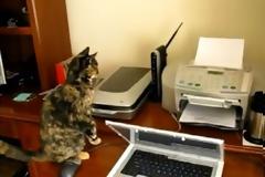 Γάτες εναντίον... εκτυπωτή! [video]
