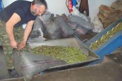 Ηλεία: Έκαναν... φτερά 130 σακιά ελιές!
