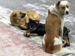 Φωτογραφία για Ο νέος ΚΟΚ στην Ιταλία προστατεύει τα ζώα-θύματα τροχαίων