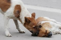 Η... αποθέωση της αφοσίωσης!