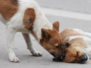 Φωτογραφία για Η... αποθέωση της αφοσίωσης!