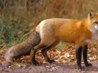 Φωτογραφία για Το υπουργείο Υγείας για τα κρούσματα λύσσας στη Β. Ελλάδα