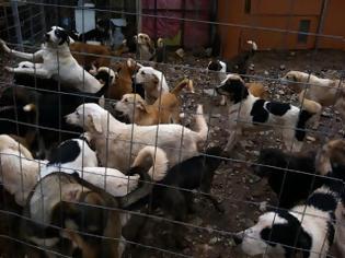 Φωτογραφία για Ναύπακτος: Θα απελευθερώσουν 150 σκυλιά αδιαφορώντας για την τύχη τους