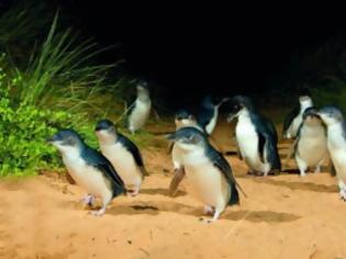 Φωτογραφία για 44.000 πουλόβερ για τους πιγκουίνους