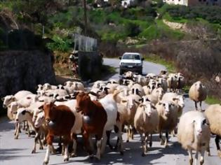 Φωτογραφία για Έκλεψαν από κτηνοτρόφο στο Ροδάκινο Ρεθύμνου 170 πρόβατα