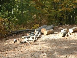 Φωτογραφία για ΠΛΑΦΟΝ ΣΤΗΝ ΚΟΠΗ ΞΥΛΕΙΑΣ ΑΠΟ ΤΑ ΔΑΣΗ ΖΗΤΑ ΤΟ ΥΠΕΚΑ