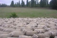 Έκλεψαν 170 πρόβατα από το Ροδάκινο Ρεθύμνου