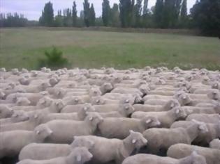 Φωτογραφία για Έκλεψαν 170 πρόβατα από το Ροδάκινο Ρεθύμνου