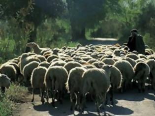 Φωτογραφία για Έπεσε σε γκρεμό προσπαθώντας να μαζέψει το κοπάδι του