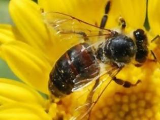 Φωτογραφία για Πώς προσανατολίζονται οι μέλισσες;