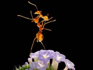 Φωτογραφία για Χορευτικές φιγούρες από… μυρμήγκια